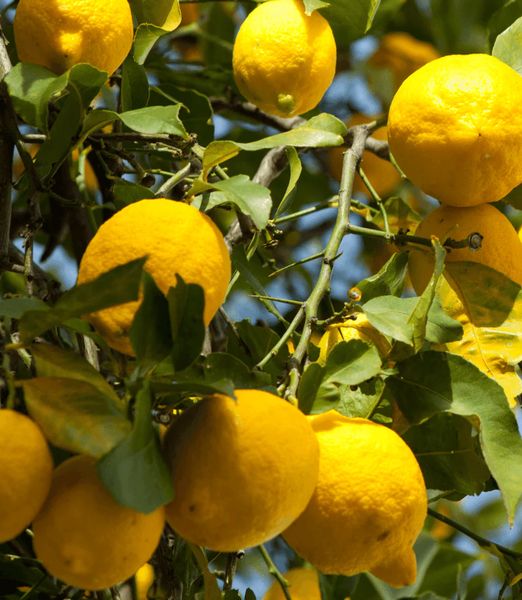 Citrus × limon 'Four Seasons'